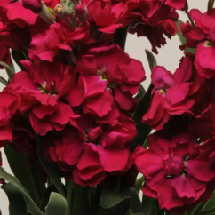 Маттиола Катц руби - 10 семян/ Г14 6089