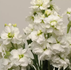 Маттиола Катц белая - 10 семян/ Г14 6090