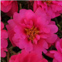 Портулак Happy Trails Фуксия -5мдраже /Б16. 6091