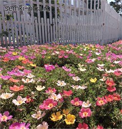 Портулак грандифлора Sun Daze микс -20 семян/Б16. 6092