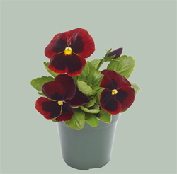 Виола Виттрока Inspire Плюс  Ред блоч - 10 шт  /Д10. 6096