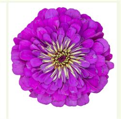 Цинния БЕНАРИ ГИГАНТ парпл -10шт/В3. 6101