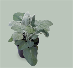 Цинерария приморская  (Senecio cineraria) New Look-10 шт /Е12.* 6102