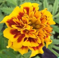 Тагетес триплоидный Зенит золотисто-красный - 10 шт/В6. 6104