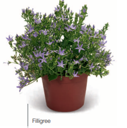 Колокольчик гарганский  Filligree -10 шт  /Е7. 6105