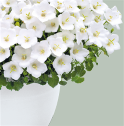 Колокольчик карпатский Pearl White - 10сем  /Е7. 6107
