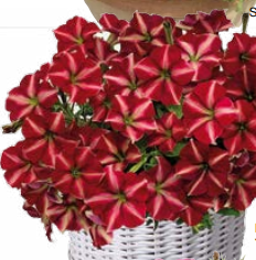 Петуния многоцветковая F1 ДЖОКОНДА  Burgundy Yellow- 5 драже/A5 5318