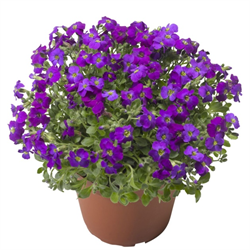 Обриета  Одри (AUDREY) F1 Парпл шейдс - 10 шт   /Д12. 6054