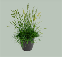 Келерия (Koeleria glauca) Bluey - 10 семян /Е16 6110