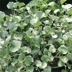 Дихондра Сильвер Сурвер - 3сем /Е12 6113
