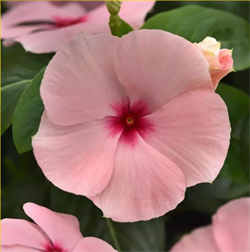 Катарантус гибридный Титан-ium F1 абрикосовый 5шт/Е11. 290