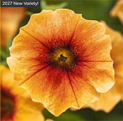 Петхоа Калибёрст нектарин - 5 драже /А5. 6114