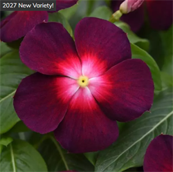 Катарантус Tattoo Бойсенберри - 5 шт /Е9. 6117