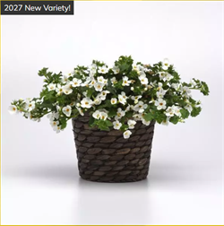 Бакопа (Сутера) Галактик Мист белый - 5драже /Е12. 6118