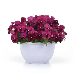 Фиалка Виттрока ампельная Top Wave розе блотч - 5 семян 6121