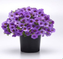 Калибрахоа Классик Деним (Calibrachoa Classique Denim) - 5 драже /Б1 6115