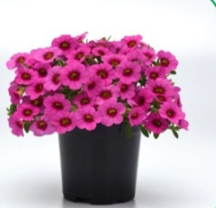 Калибрахоа Классик Розе бласт (Calibrachoa Classique Rose Blast) - 5 драже/Б1 6116