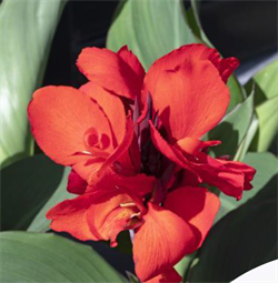 Канна Каннова (Cannova)  кримсон - 2 сем 6128