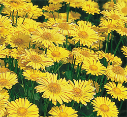 Дороникум восточный Little Leo - 10 семян 6136