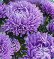 Астра Хризантелла Lilac Mist - 10 шт   /Е15 4645