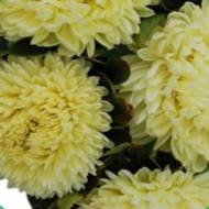 Астра Хризантелла Лимончелло (Limoncello) - 10 семян  /Е15 4644