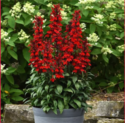 Лобелия Старшип Скарлет - 5 драже / Г7 6140