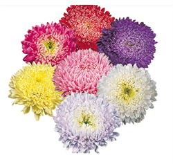 Астра Матадор - 10 семян /Е15 6142