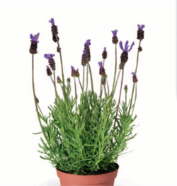 Лаванда Кастильяно лилак - 5 шт  /Д2 6154