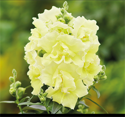 Львиный зев Твинни лемон - 10шт  /Д5 5847