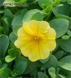 Петхоа Калибёрст желтая - 5 драже /А5. 5563