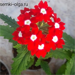 Вербена КВАРЦ  XP красная с глазком -10шт /Г12.* 565