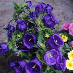 Колокольчик  Кампанелла (Campanula Campanella™) Blue - 5 семян /Е7 6132