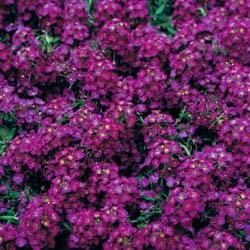 Алиссум Вандерленд deep purple - 10мдраже  /Д3 - фото 4654