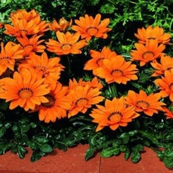 Гацания Кисс orange -5шт   /Е3 - фото 4816