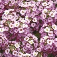 Алиссум Клия Кристал lavender shades -20шт  /Д3 - фото 4826