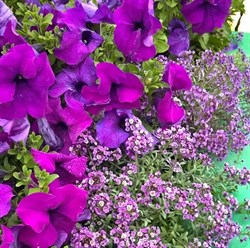 Петуния крупноцветковая F1 ТАНГО violet - 10 драже /Б11* 1204