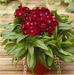 Гвоздика бородатая Barbarini микс - 5 шт / Е4 - фото 5510