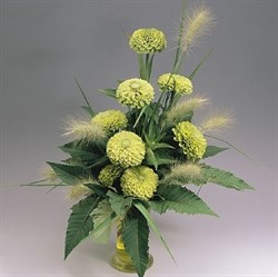 Цинния БЕНАРИ ГИГАНТ лайм-10шт/В3. 1939