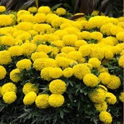Тагетес Тайшан yellow (шлифованные) -10шт/В6 - фото 6688
