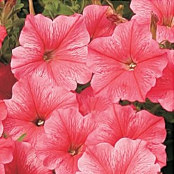 Петуния ампельная Сурфиния F1 Салмон Шейдз Вельвет-5драже/A3 196