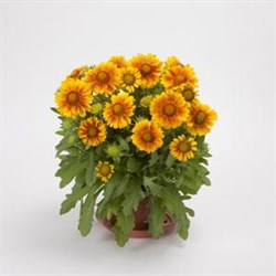 Гайлардия Mesa Peach -5шт  /Д2 2396 - фото 7719