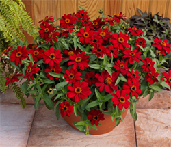 Цинния изящная Profusion red - 5 шт  /В1 4200 - фото 8399