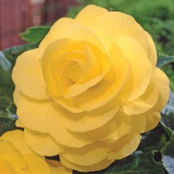 Бегония клубневая AmeriHybrid  Roseform Yellow - 5   /В9 - фото 9100