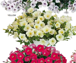 Петуния минимультифлора Пендолино Yellow Center -  5 драже  /A4. 4414