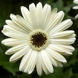 Гербера Bengal™ White with Eye - 5 шт/Б1 4423 - фото 9235