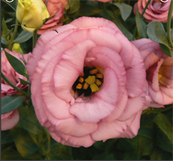 Эустома(Лизиантус) EXCALIBUR 2 Rose Pink - 5 драже /Э12 - фото 9324