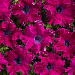 Петуния крупноцветковая бахромчатая АФРОДИТА F1 пурпурная -10 драже /Б10 - фото 9616