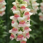 Львиный зев Potomac Appleblossom -10 шт /Д6 4710