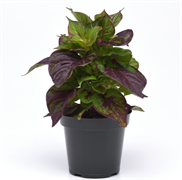 Целозия крупнолистовая Foliage, Sol Gekko Green - 5 шт/Е17. 4786