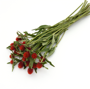 Гомфрена  QIS Orange - 10 шт /Г14 4354